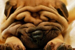 Primer plano de un perro Shar Pei dormido, con múltiples arrugas en el rostro, como metáfora del uso de toxina botulínica en tratamientos de rejuvenecimiento facial 